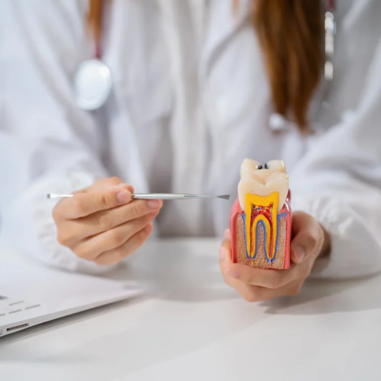 Tooth anatomy dental model